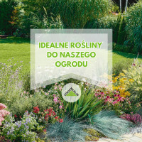 Idealne rośliny do naszego ogrodu – najłatwiejsze, mało wymagające i odporne!