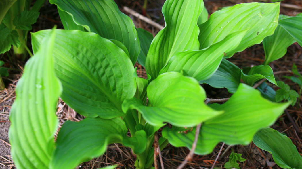 Funkia japonska hosta japonica