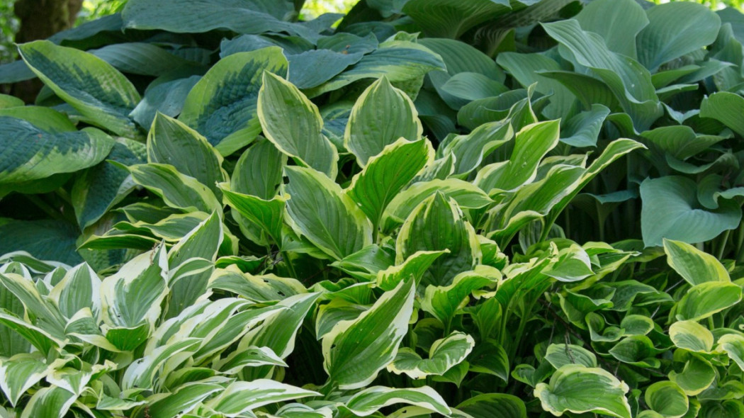 Funkia hosta roslina katalog opis