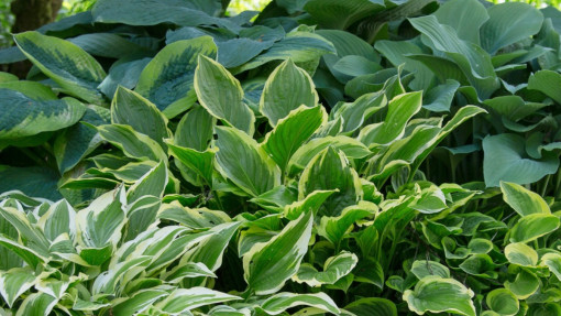 Funkia / Hosta