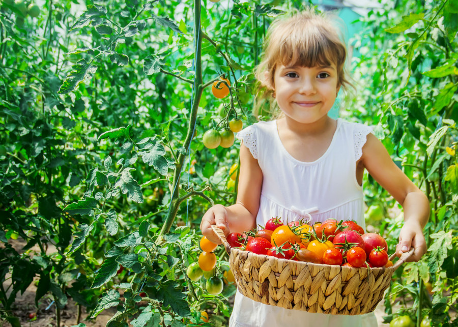 Chcesz mieć dużo pomidorów - to dziecinne łatwe