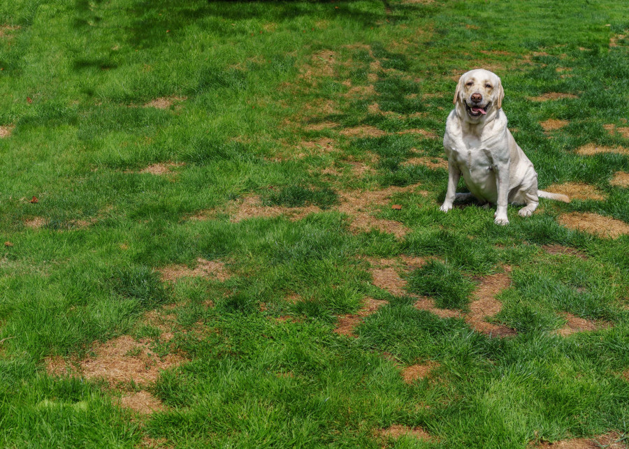 Jaka trawa będzie odporna na psi mocz