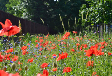 Jak założyć bioróżnorodną łąkę w ogrodzie? Praktyczne wskazówki od ekspertów Fiskars