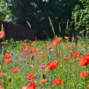 Jak założyć bioróżnorodną łąkę w ogrodzie? Praktyczne wskazówki