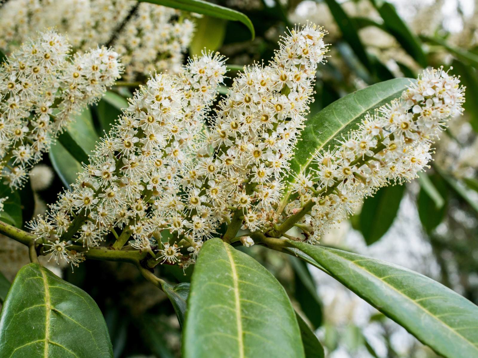 Najlepsze laurowiśnie | Jakie wybrać, gdzie sadzić?