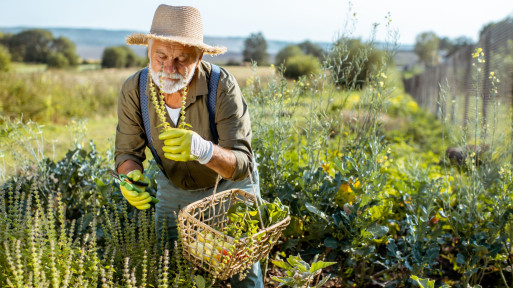 Kiedy zbierać zioła, były najbardziej aromatyczne?