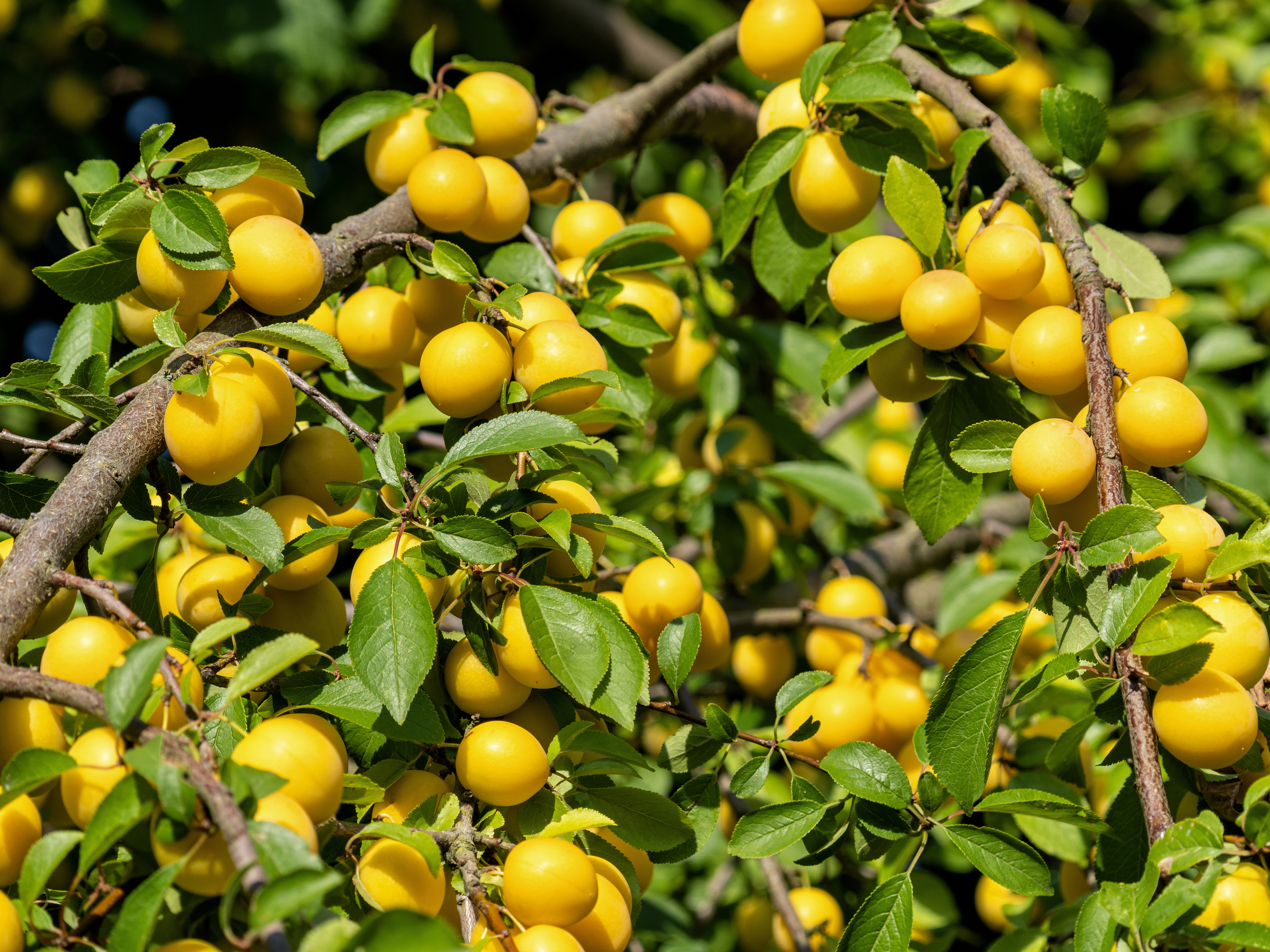 Śliwa mirabelka | Uprawa, pielęgnacja, cięcie (Prunus domestica subsp.  syriaca) - wygląd, wymagania, warunki, odmiany, sklep | Zielony Ogródek