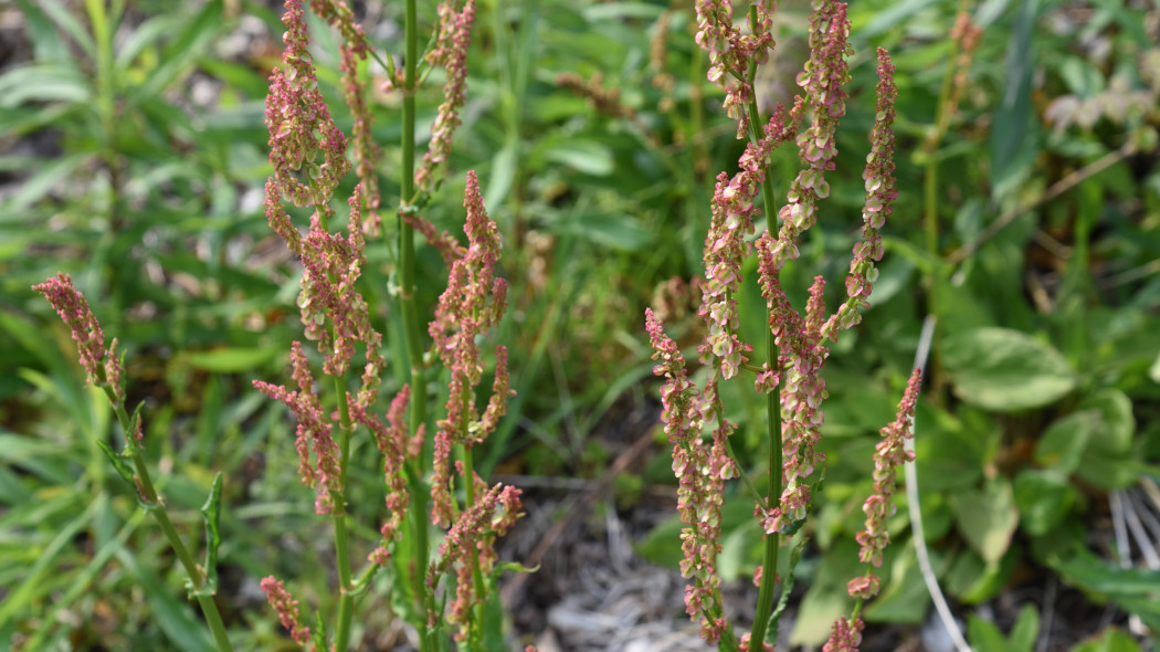 Szczaw zwyczajny Rumex acetosa