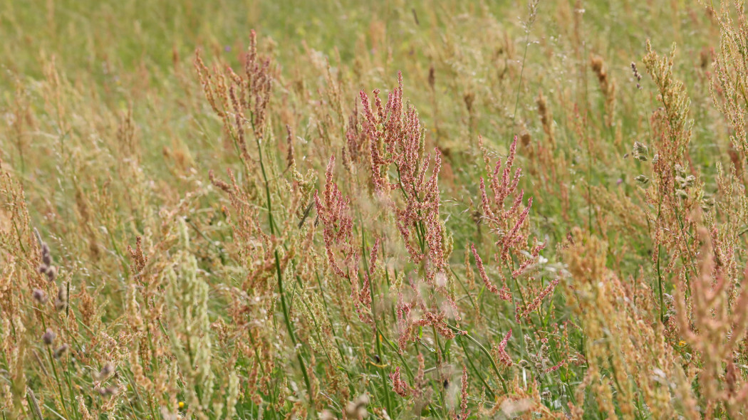 Szczaw zwyczajny Rumex acetosa