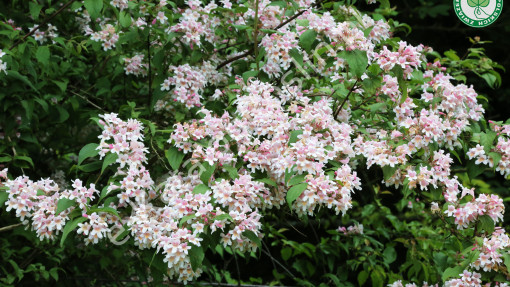 Kolkwicja chińska ‘Pink Cloud’