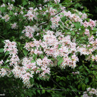 Kolkwicja chińska ‘Pink Cloud’