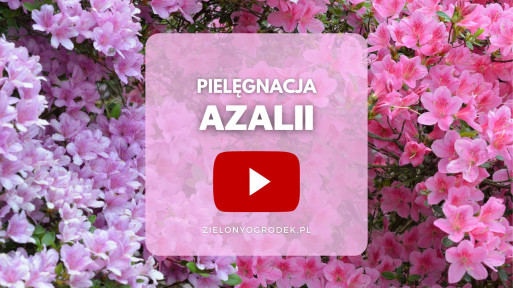 FILM: Pielęgnacja azalii i rododendronów