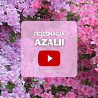 FILM: Pielęgnacja azalii i rododendronów