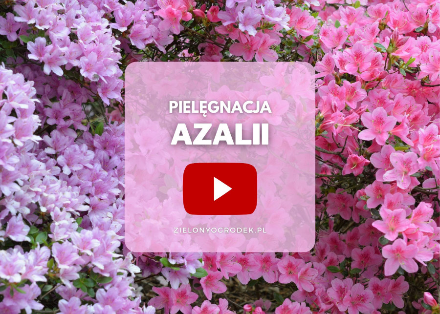 FILM Pielegnacja azalii i rododendronow