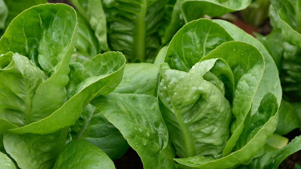 Salata rzymska Lactuca sativa var romana mloda