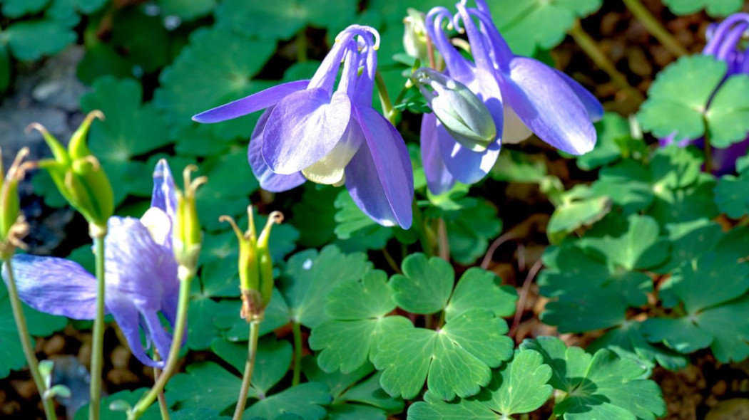 Orlik wachlarzowaty niski Aquilegia flabellata var pumila