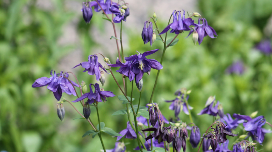 Orlik pospolity Aquilegia vulgaris