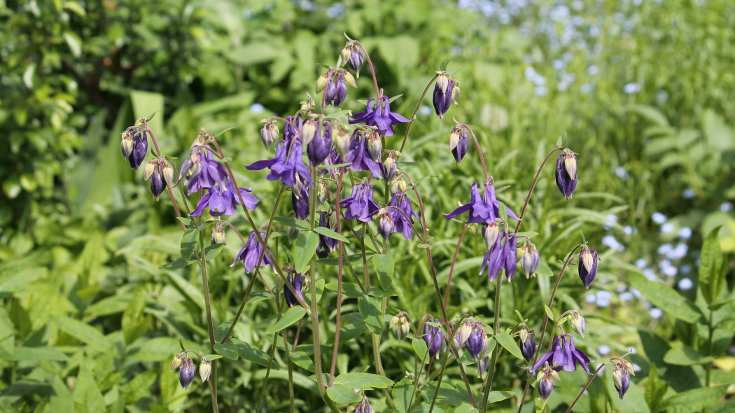 Orlik pospolity Aquilegia vulgaris