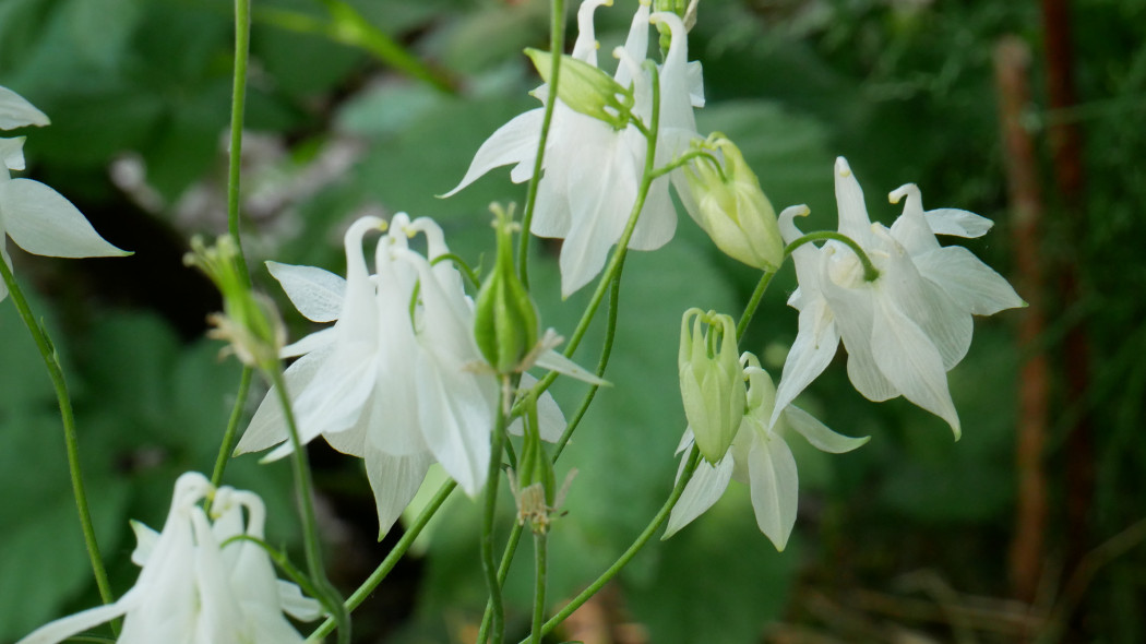 Orlik pospolity Aquilegia vulgaris