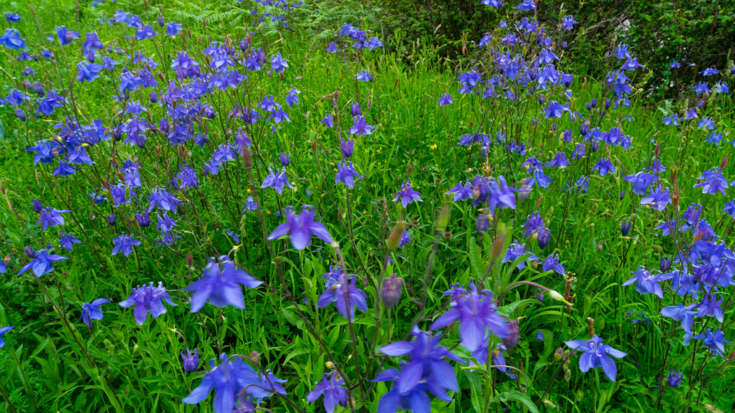 Orlik pospolity Aquilegia vulgaris