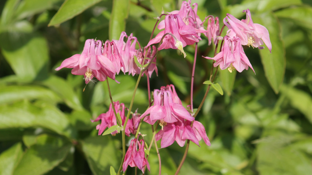 Orlik pospolity Aquilegia vulgaris