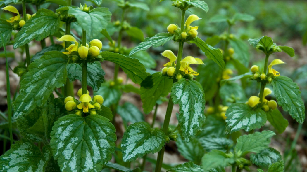 Gajowiec zolty Galeobdolon luteum