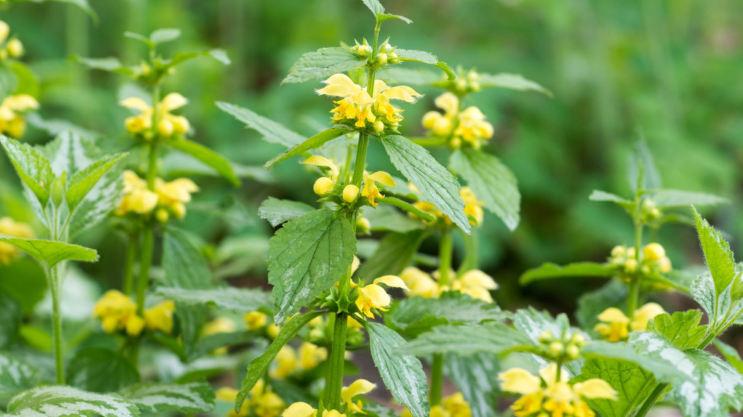 Gajowiec zolty Galeobdolon luteum