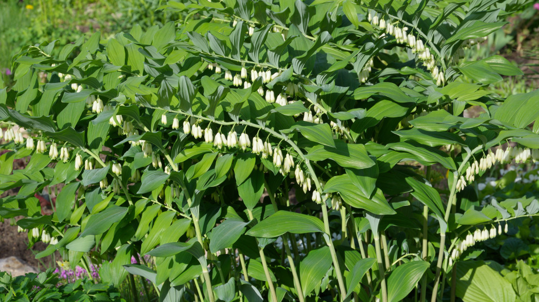 Kokoryczka wielokwiatowa Polygonatum multiflorum