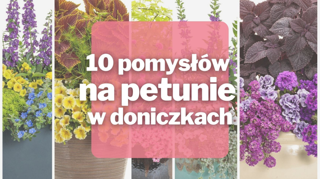 10 pomyslow na petunie w doniczkach