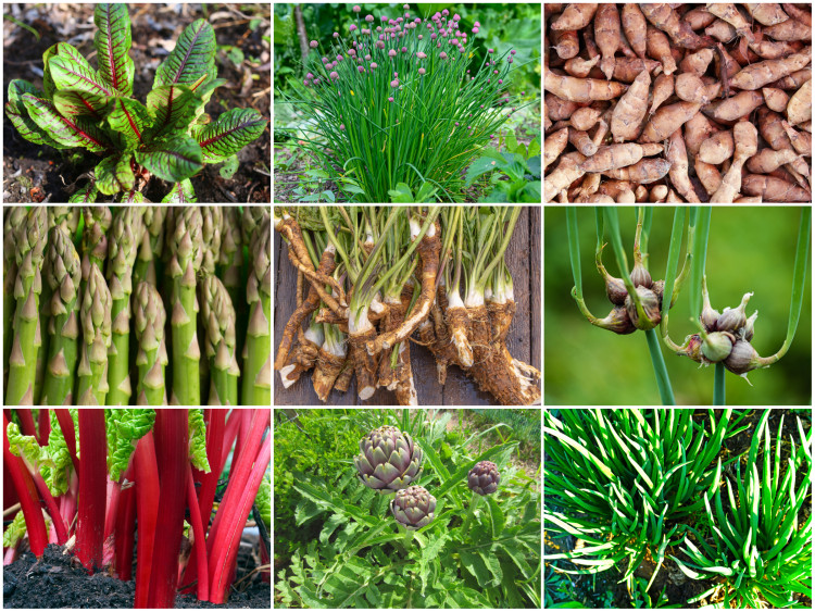 Wieloletnie warzywa ogrodowe. Lista gatunków