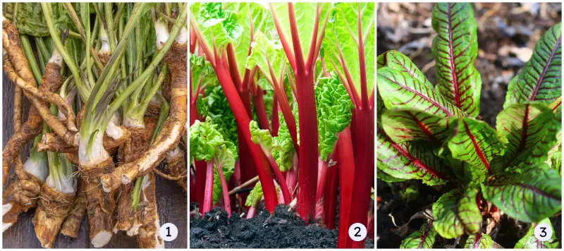 Warzywa wieloletnie - chrzan, rabarbar, szczaw