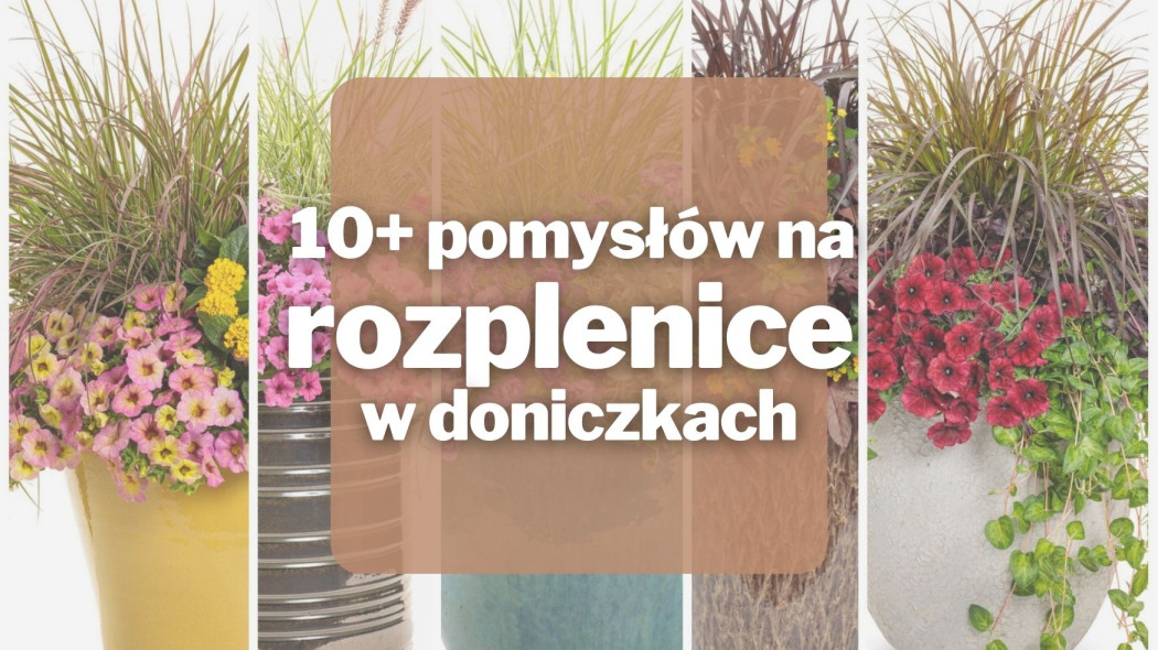 10+ pomyslow na rozplenice w doniczkach