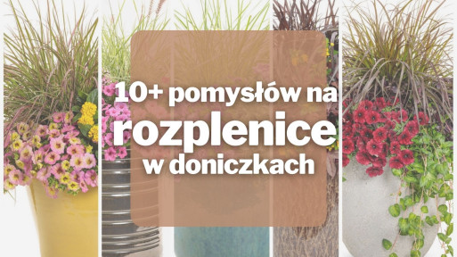 10+ inspirujących pomysłów na rozplenice w doniczkach