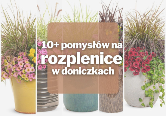 10+ inspirujących pomysłów na rozplenice w...