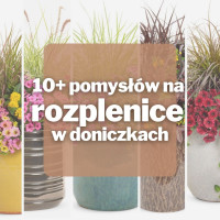 10+ inspirujących pomysłów na rozplenice w doniczkach