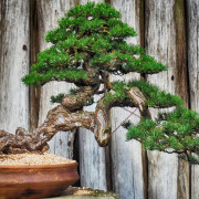 Bonsai