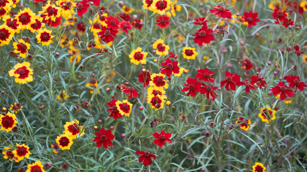 Nachylek barwierski Coreopsis tinctoria
