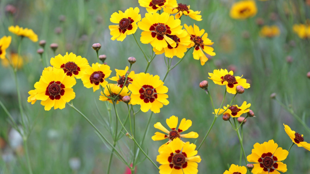Nachylek barwierski Coreopsis tinctoria