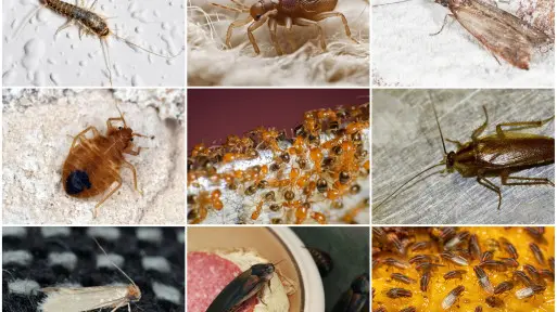 TOP 9 "robaków", które masz w domu | Jak pozbyć się insektów? Jakie preparaty stosować?