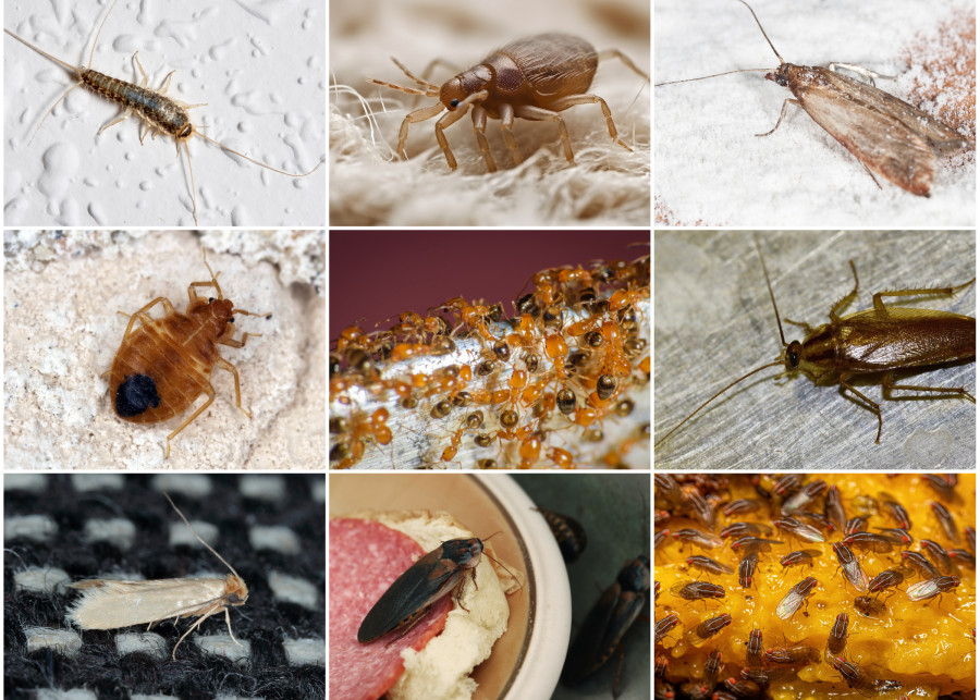 Domowe robaki - uciążliwe insekty
