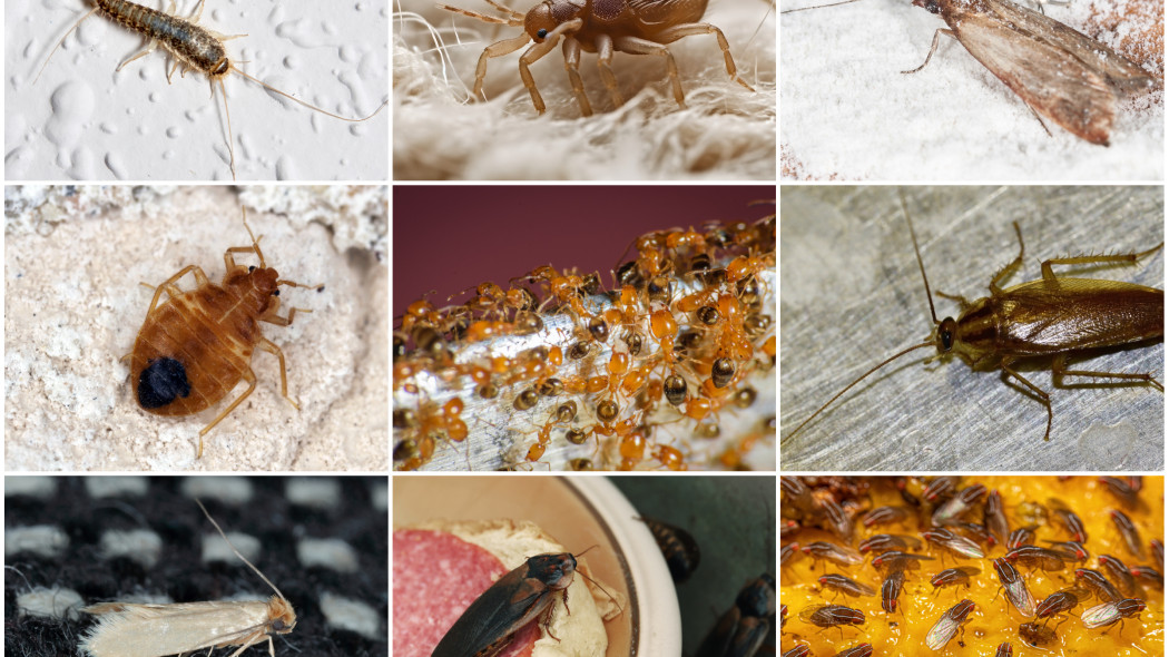 Domowe robaki - uciążliwe insekty
