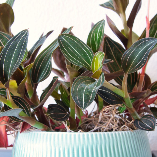 Ludisia discolor