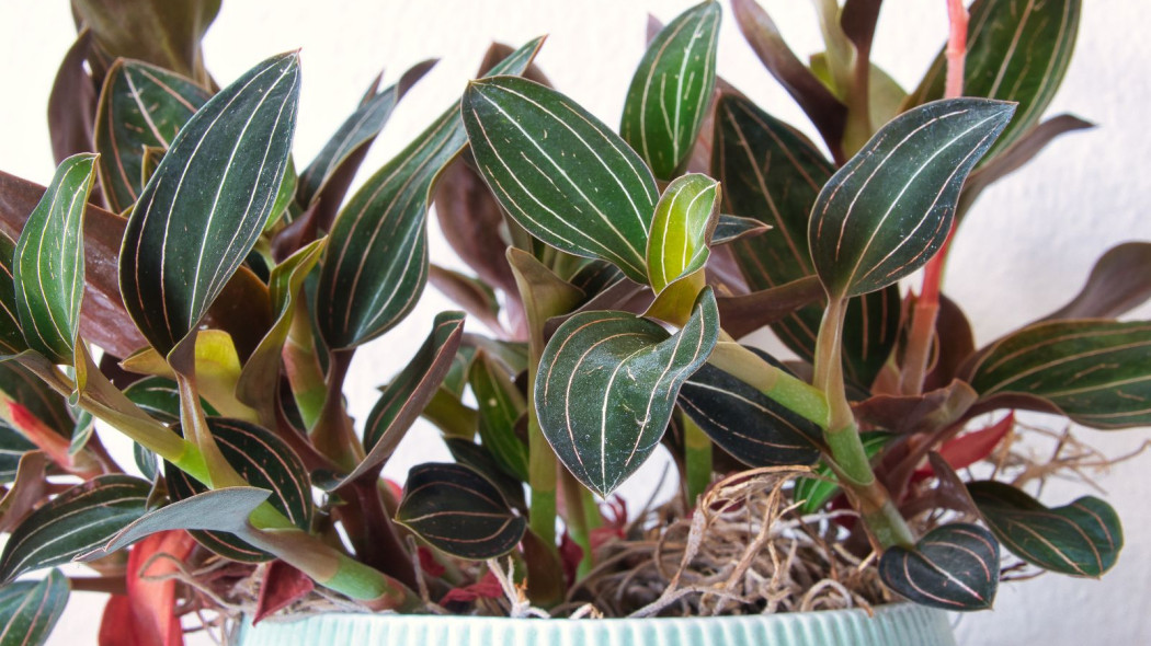 Ludisia discolo haemaria