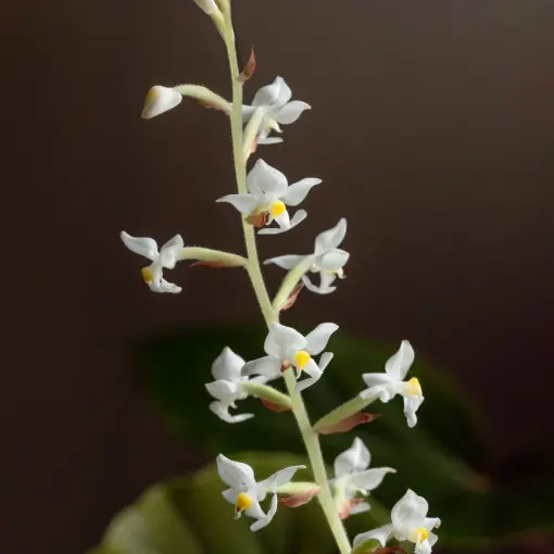 Ludisia discolor