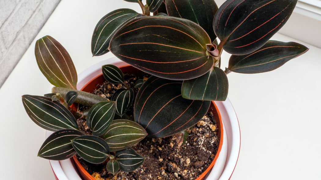 Ludisia discolo haemaria