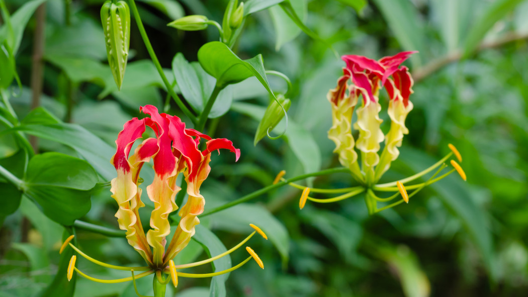 Glorioza wspaniala Gloriosa superba 