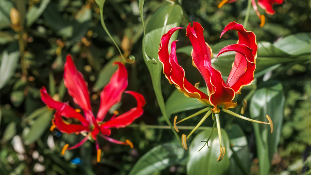 Glorioza wspaniala Gloriosa superba 