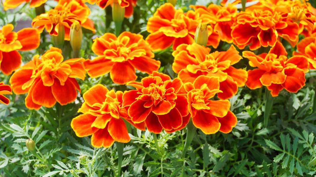 Aksamitka rozpierzchla tagetes patula