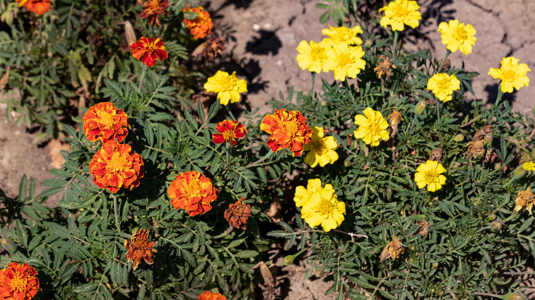 Aksamitka rozpierzchla tagetes patula