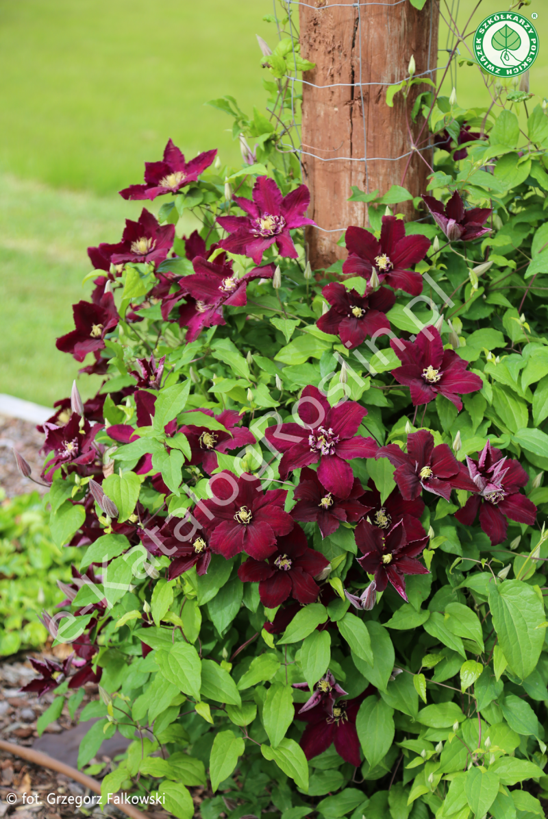 powojnik Clematis 'Niobe'